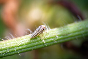 Striped, brown leafhopper on a stem in a field in Cotacachi, Ecuador
