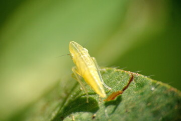 Yellow leafhopper on a leaf in a field in Cotacachi, Ecuador