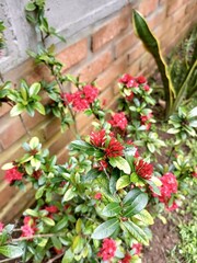 red and white flowers