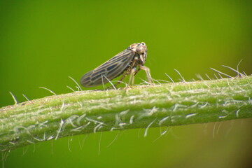 Striped, brown leafhopper on a stem in a field in Cotacachi, Ecuador