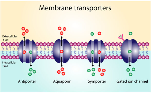 Membrane transporters of ions and molecules across cell membranes. Types of cell membrane channels:  Aquaporin, Gated ion channel, Symporter and Antiporter.