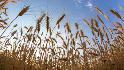 Growing wheat against the background of the cloudy sky. Agronomy and agriculture. Food industry.