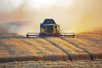 Special machine combine works and harvests wheat in the field. Food industry and agronomy