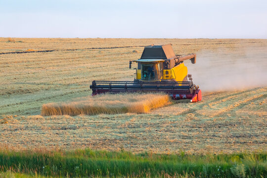 Special machine combine works and harvests wheat in the field. Food industry and agronomy
