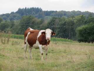 Fototapeta na wymiar animal cow farm meadows boil milk meat feed production