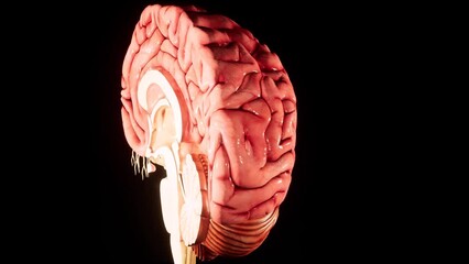 Human brain Anatomical Model 3D glossy brain on brain screen. Rotation Human Brain 3D Animation 4K video.