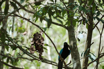 Geai bird of Yucatan, with blue wings perched in a tree