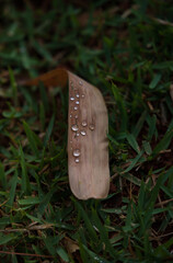 Natural dew drops on a dry leaf.