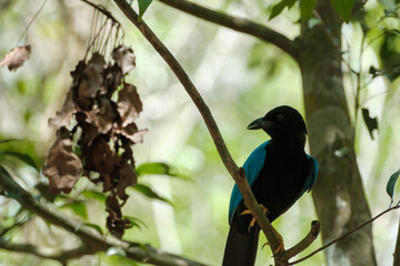 Geai bird of Yucatan, with blue wings perched in a tree