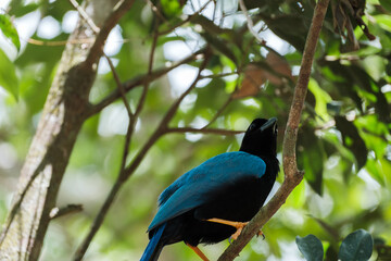 Geai bird of Yucatan, with blue wings perched in a tree