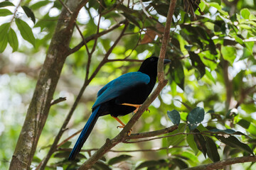 Geai bird of Yucatan, with blue wings perched in a tree
