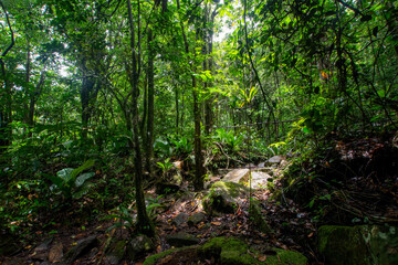 Fototapeta na wymiar Walk through the rain forest. Navigating the river. Venezuelan jungle.