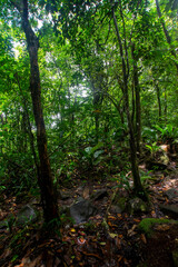 Walk through the rain forest. Navigating the river. Venezuelan jungle.