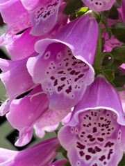 Close up of a pink and purple foxglove flower. Pink country flower blooming in a garden