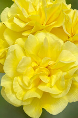 Close up of yellow roses blooming in the garden. English yellow rose growing in a country garden in bright sunlight