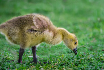 baby Canadian goose feeding on the grass