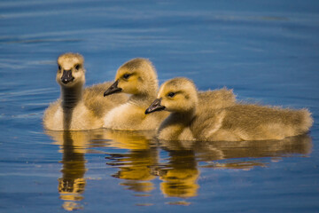 Three baby Canadian geese swimming in water