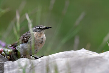 Bergpieper (Anthus spinoletta) // Water Pipit - Durmitor National park, Montenegro