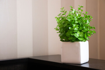 Flowerpot with a plant in the room