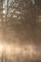 Beautiful landscape image of Canada Goose at sunrise mist on urban lake with sun beams streaming through trees lighting up water surface