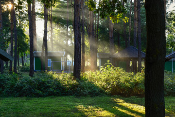 Trunks of pine trees and wooden houses in the rays of the sun, holiday houses in a pine forest