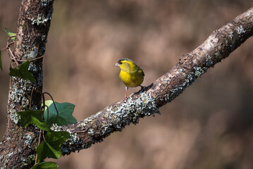 Wonderful vibrant image of yellow Siskin bird Spinus Spinus in Spring woodland landscape setting