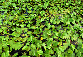 Water lilies in swamp. Yellow water lily flower. Green leaves in bog. Waterlilia in wetland. Aquatic and invasive plant. Wildflower in marsh. Ecology and environmental. Green leave background, texture