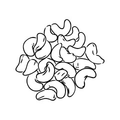 Cashew nut walnut. Cashew hand drawing vector illustration