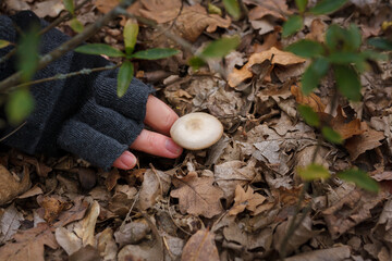 Close up of mushroom-pickers hand in mitten, fresh champignon mushroom in the forest on dry autumn leaves background.