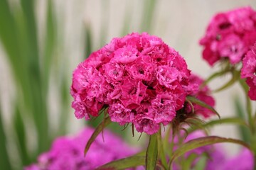 Oeillet des fleuristes