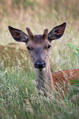Portrait of a young stag