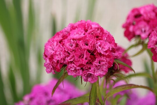 Oeillet des fleuristes