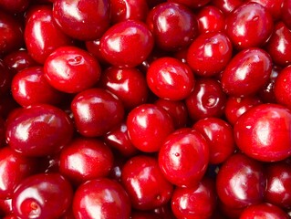 A bunch of red fresh tasty cherries