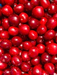 A bunch of red fresh tasty cherries
