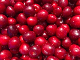 A bunch of red fresh tasty cherries