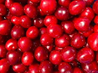 A bunch of red fresh tasty cherries