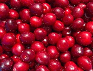 A bunch of red fresh tasty cherries