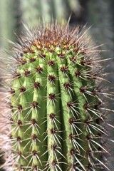 Naklejka na ściany i meble Stenocereus thurberi Closeup of an Organ Pipe cactus