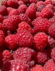 A bunch of red fresh tasty raspberries