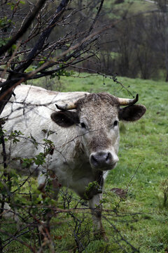 vaca gris suelta en la monta&ntilde;a mirando y rumiando