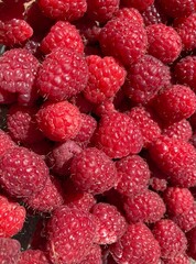 A bunch of red fresh tasty raspberries