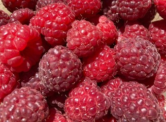 A bunch of red fresh tasty raspberries