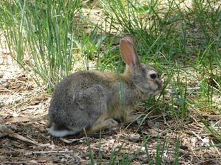 rabbit in the grass