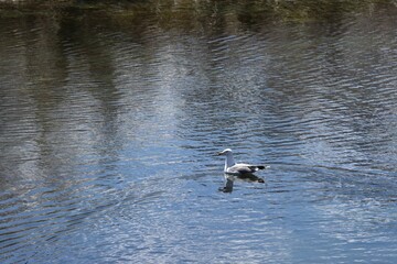 Seagull swimming in a lake