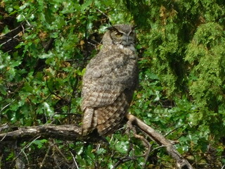 great horned owl