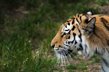 Prowling Adult Tiger, Big Cat