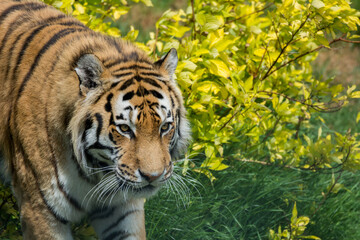 Prowling Adult Tiger, Big Cat