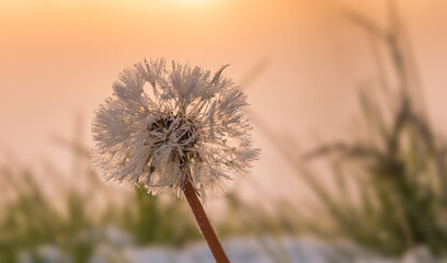 Obraz na płótnie Canvas Dandelion flower macro covered with snow