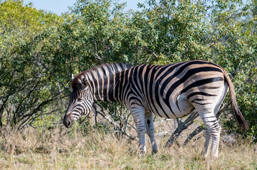 Fototapeta na wymiar Zebra in the Kruger National Park, South Africa.
