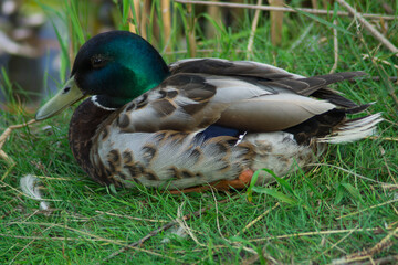 duck in the grass